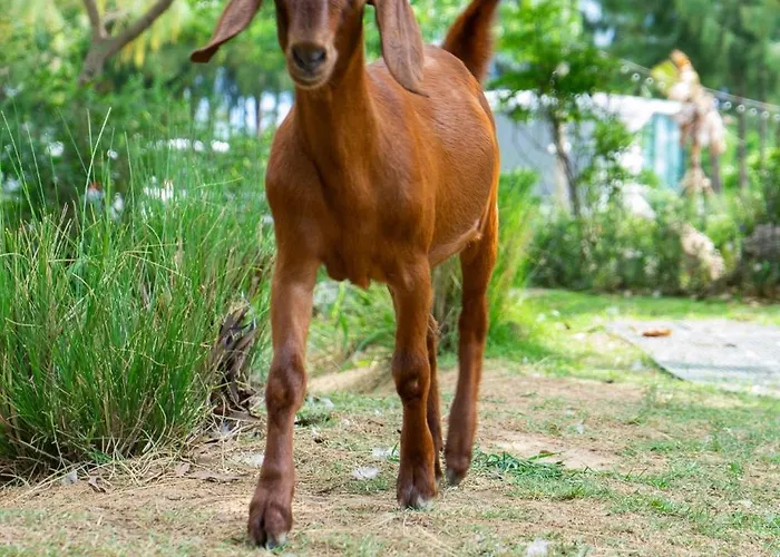 Tim Bill Farm - ทิมบิลฟาร์ม ราชบุรี *